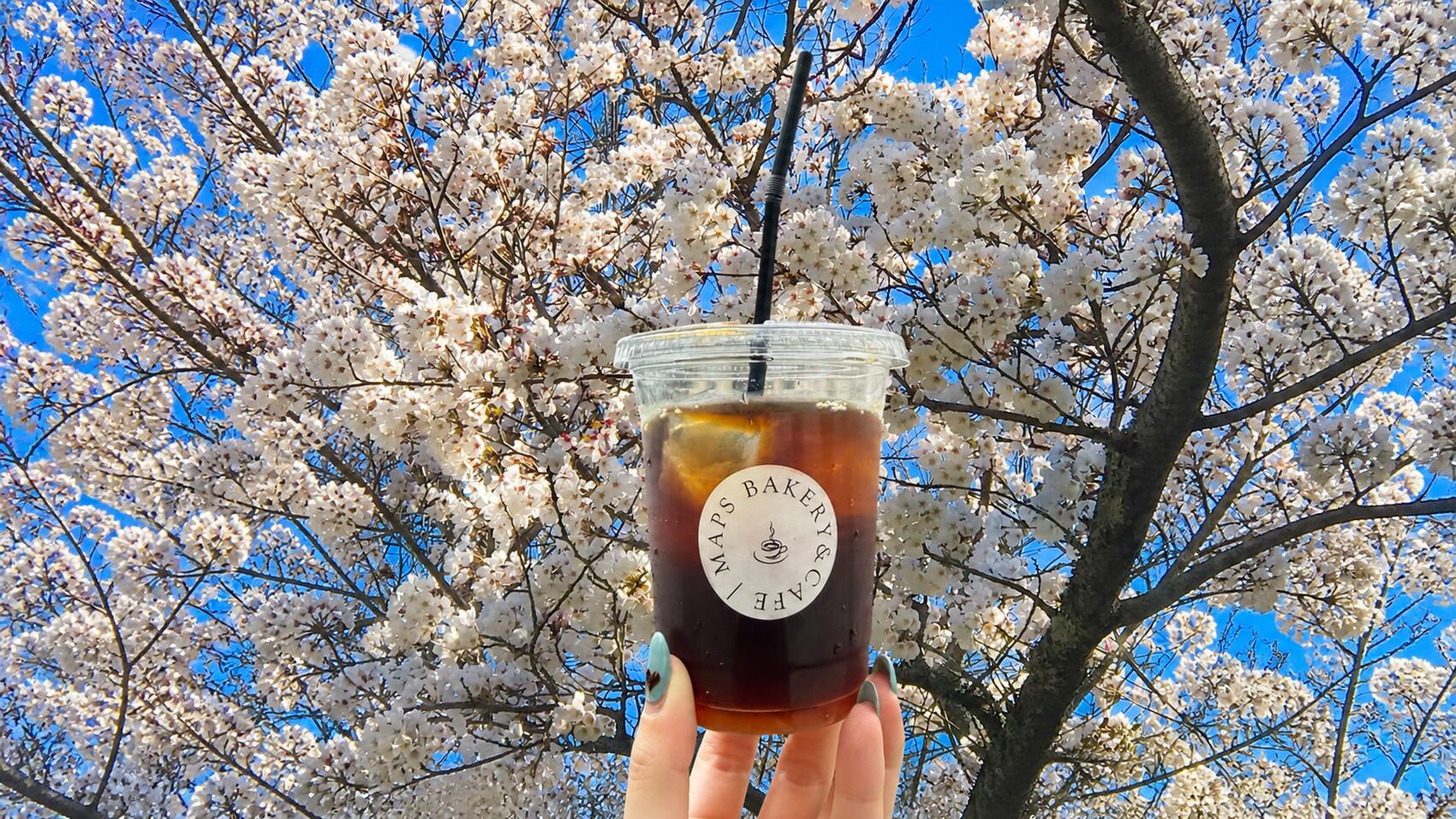 桜の下で持つアイスコーヒー